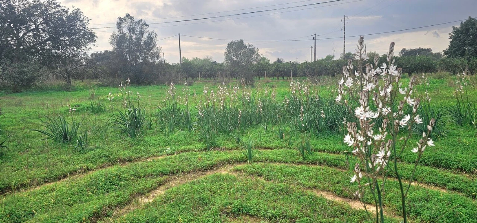 Terreno para Venda em São Bartolomeu de Messines Foto 6