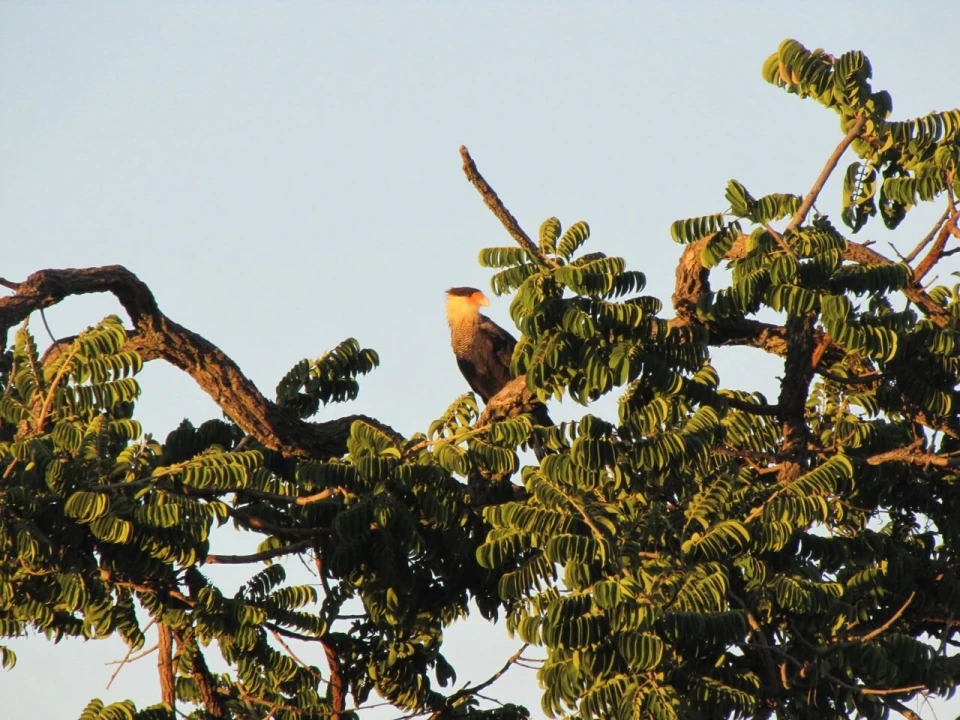 Terreno para Venda em São Bartolomeu de Messines Foto 10