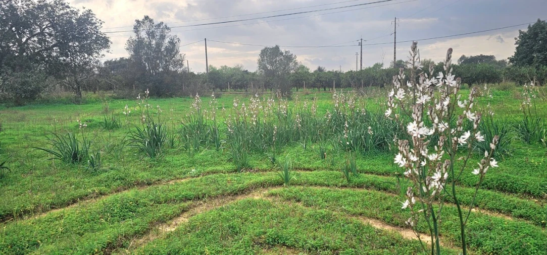 Terreno para Venda em São Bartolomeu de Messines Foto 6