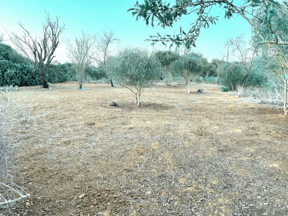 Terreno para Venda em Alcantarilha e Pêra Foto 5
