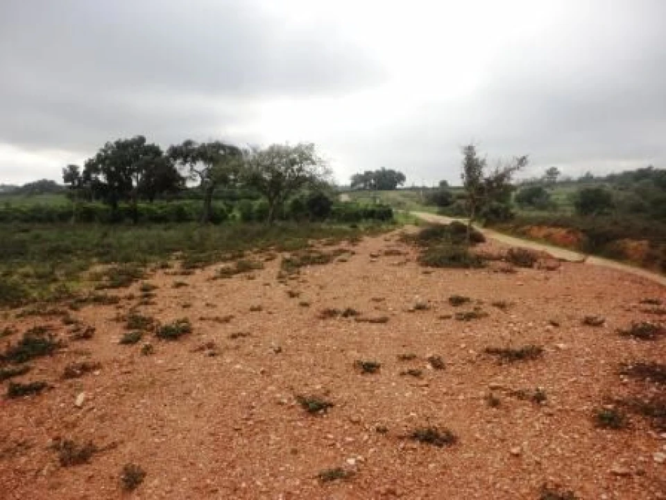 Terreno para Venda em Alcantarilha e Pêra Foto 1