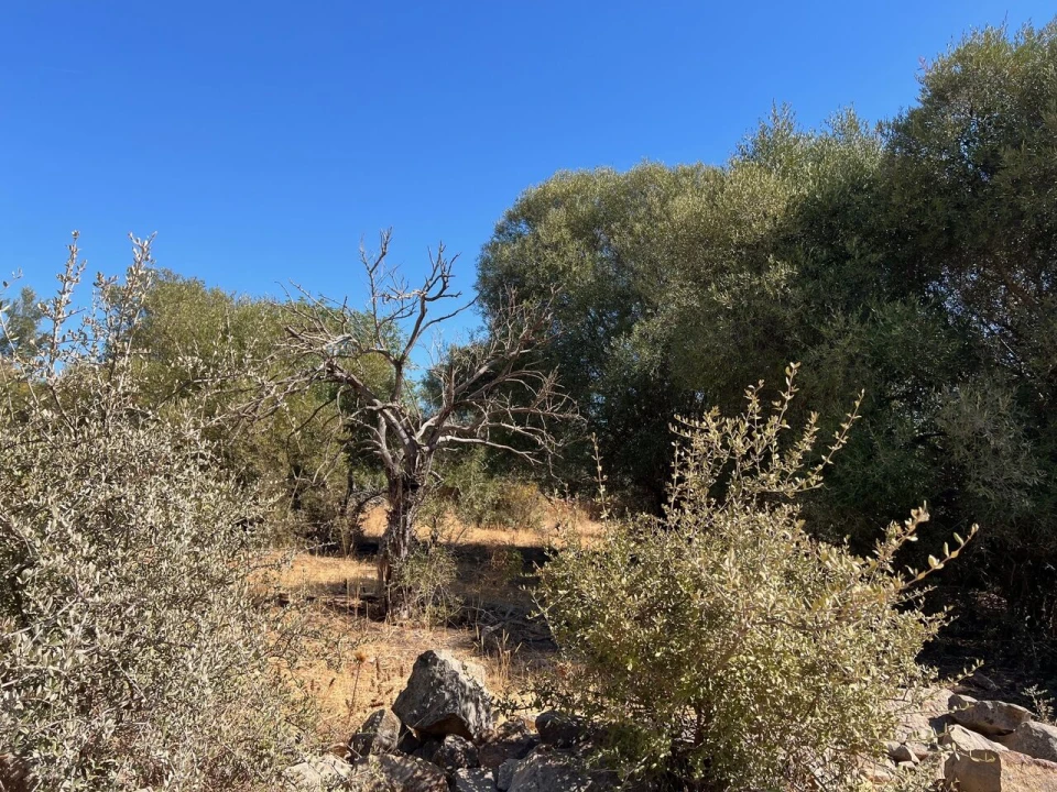 Terreno para Venda em Paderne Foto 19