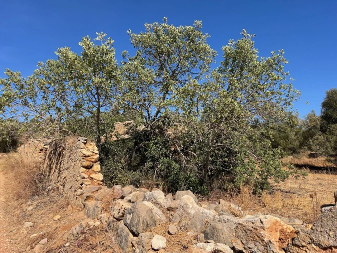 Terreno para Venda em Paderne Foto 3