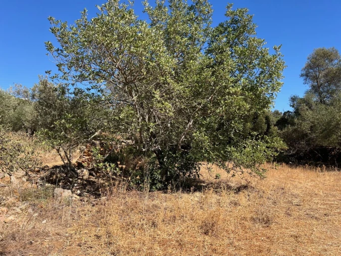 Terreno para Venda em Paderne Foto 14