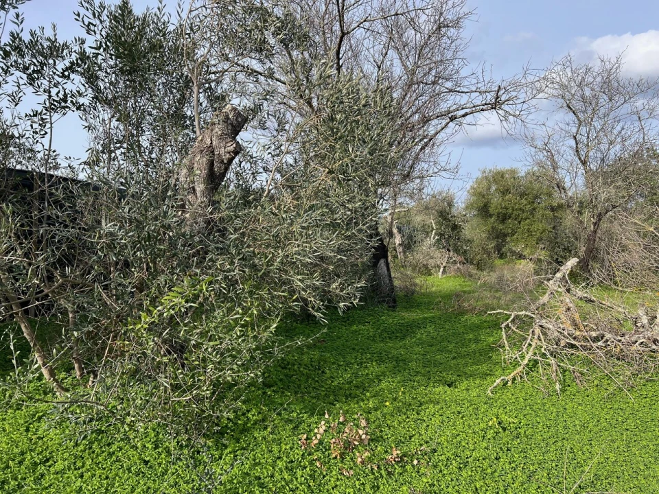 Terreno para Venda em Paderne Foto 7