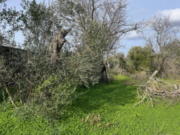 Terreno para Venda em Paderne