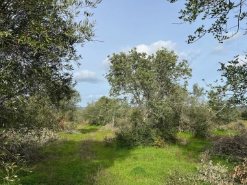Terreno para Venda em Paderne