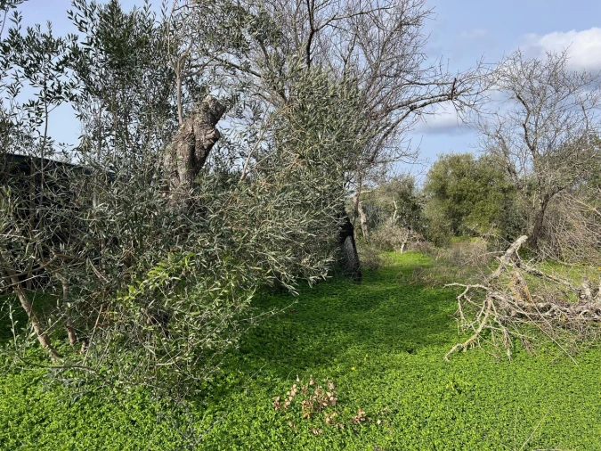 Terreno para Venda em Paderne Foto 7