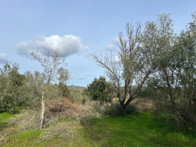 Terreno para Venda em Paderne Foto 11