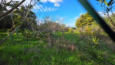 Terreno para Venda em Alcantarilha e Pêra