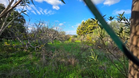 Terreno para Venda em Alcantarilha e Pêra