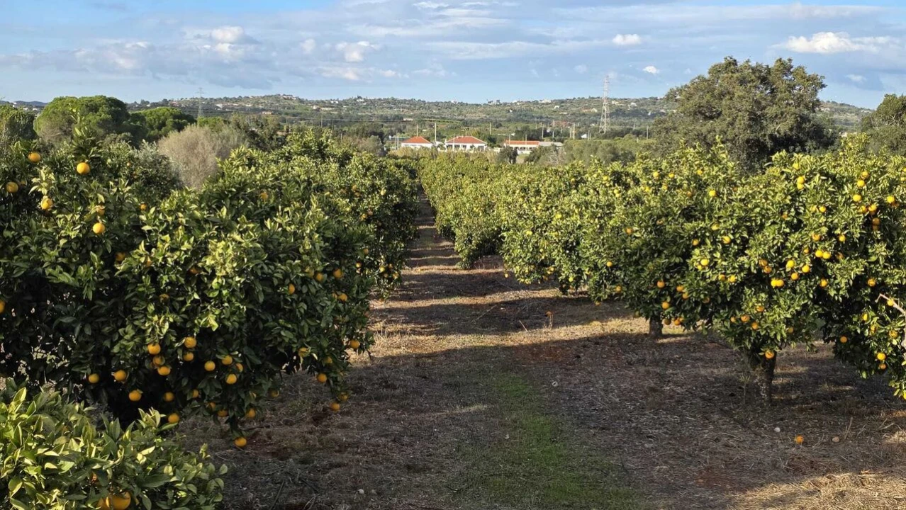 Terreno para Venda em Alcantarilha e Pêra Foto 7