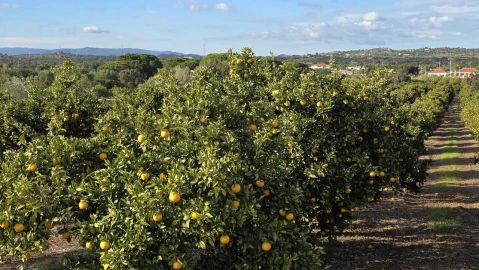 Terreno para Venda em Alcantarilha e Pêra