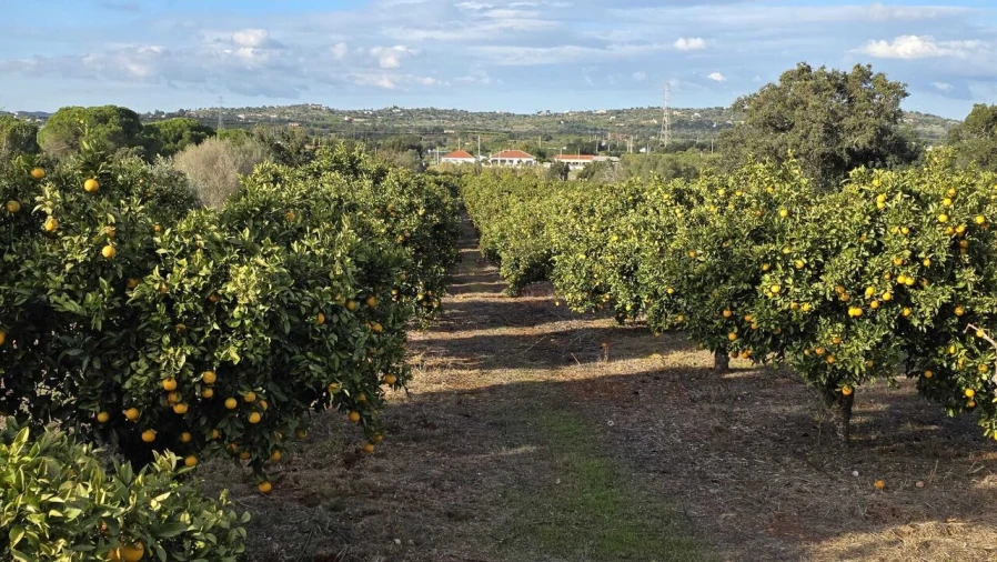 Terreno para Venda em Alcantarilha e Pêra Foto 7