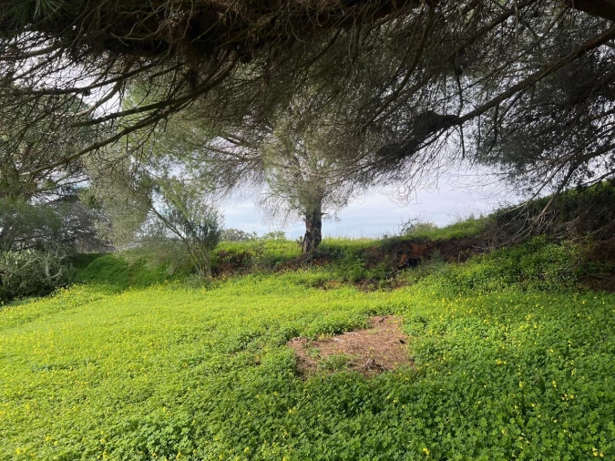 Terreno para Venda em Guia Foto 3