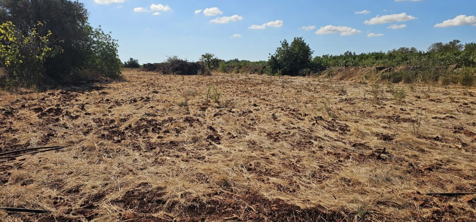 Terreno para Venda em São Bartolomeu de Messines Foto 23