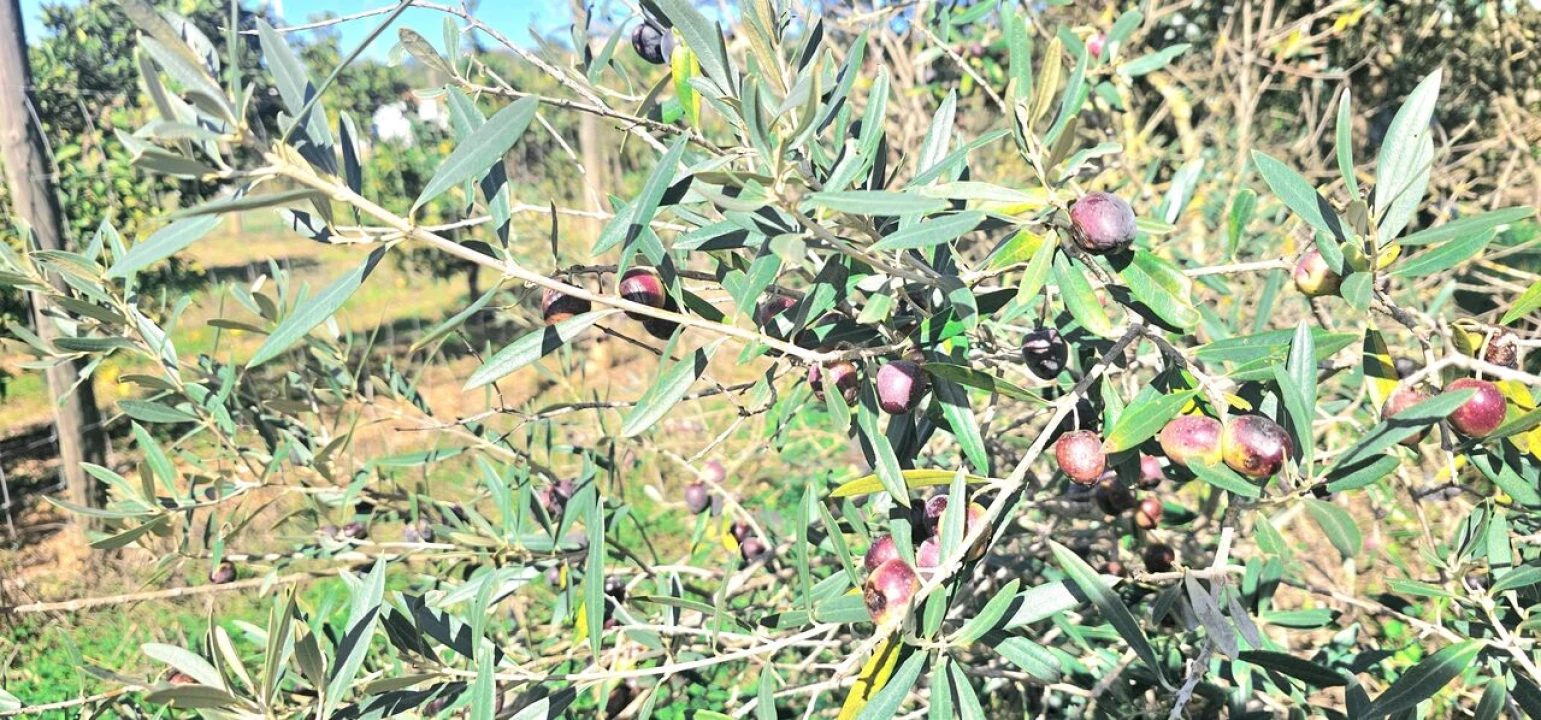 Terreno para Venda em São Bartolomeu de Messines Foto 2