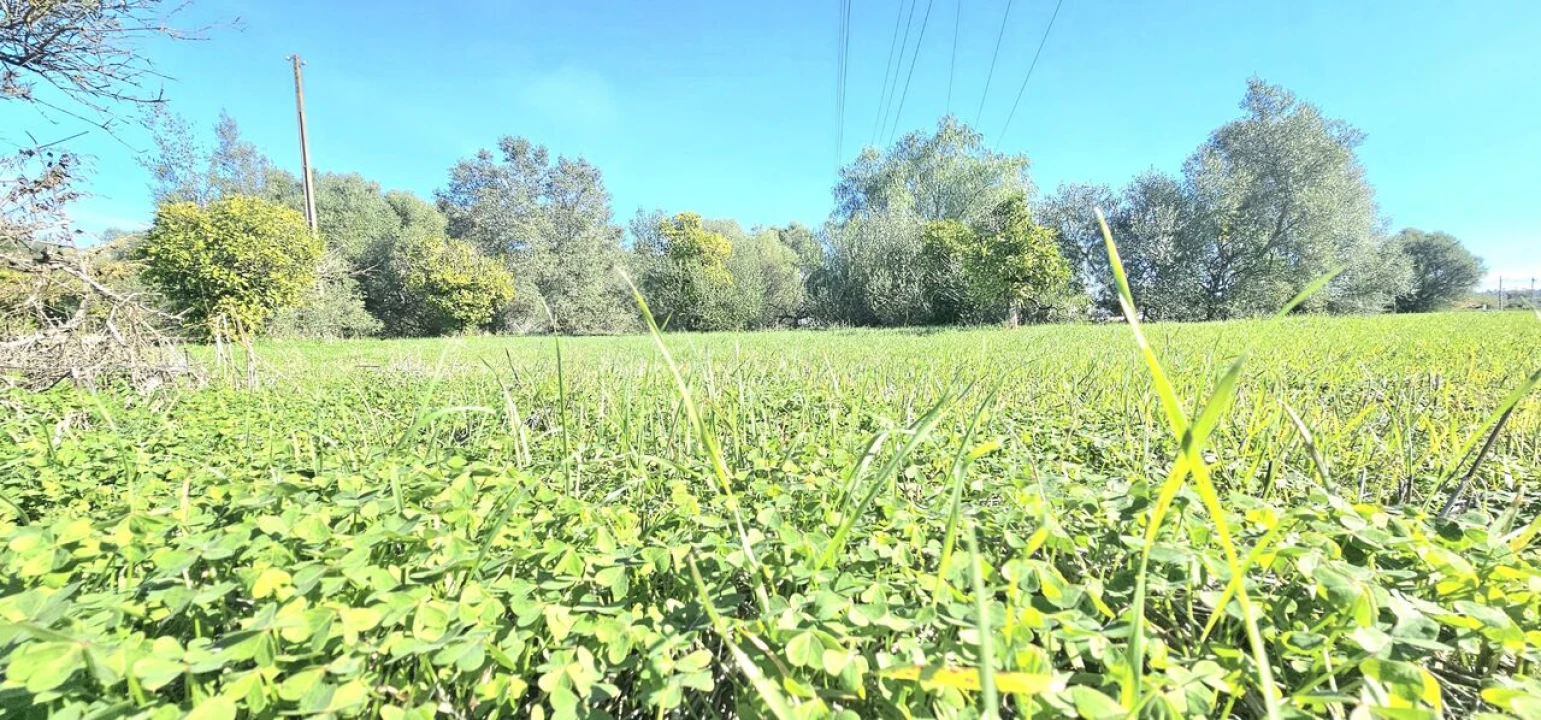 Terreno para Venda em São Bartolomeu de Messines Foto 1