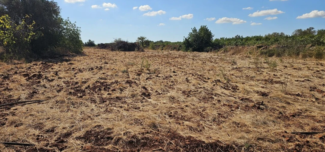 Terreno para Venda em São Bartolomeu de Messines Foto 23