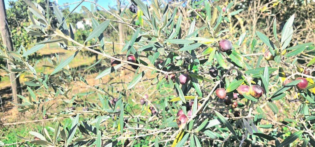 Terreno para Venda em São Bartolomeu de Messines Foto 2