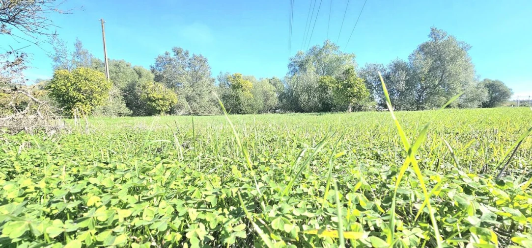 Terreno para Venda em São Bartolomeu de Messines