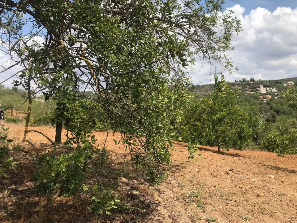 Terreno para Venda em Boliqueime Foto 5