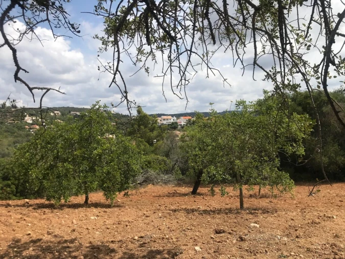Terreno para Venda em Boliqueime Foto 3