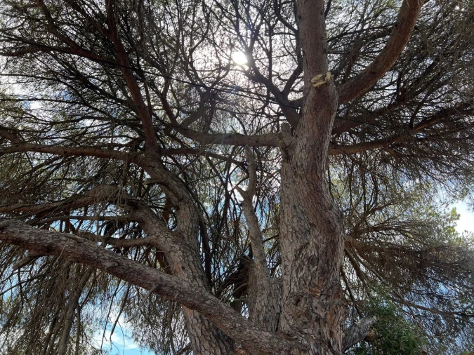 Terreno para Venda em Albufeira e Olhos de Água Foto 18