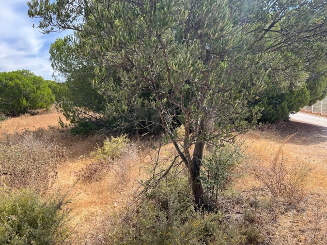 Terreno para Venda em Albufeira e Olhos de Água Foto 25