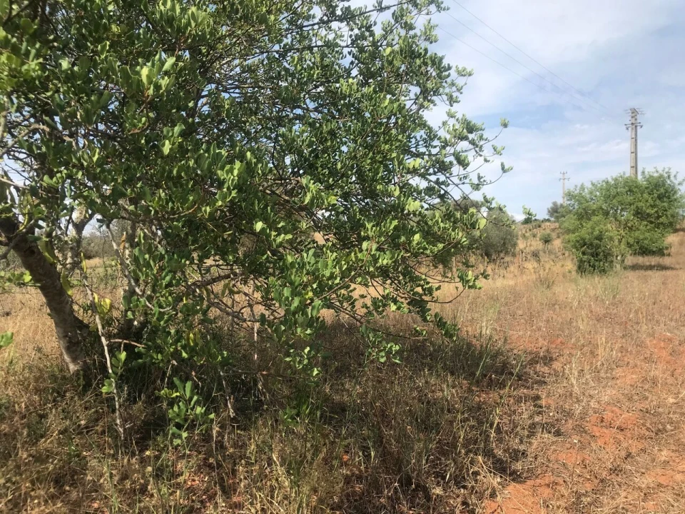 Terreno para Venda em Paderne Foto 6