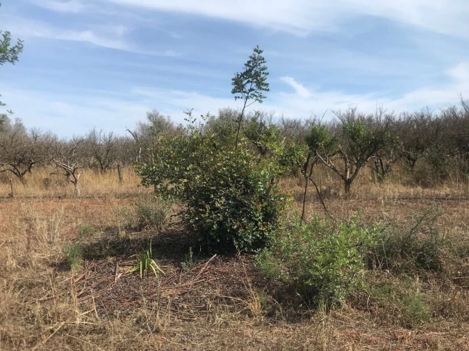 Terreno para Venda em Paderne Foto 13