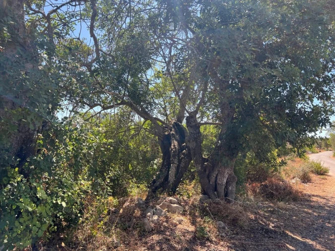 Terreno para Venda em Ferreiras Foto 10