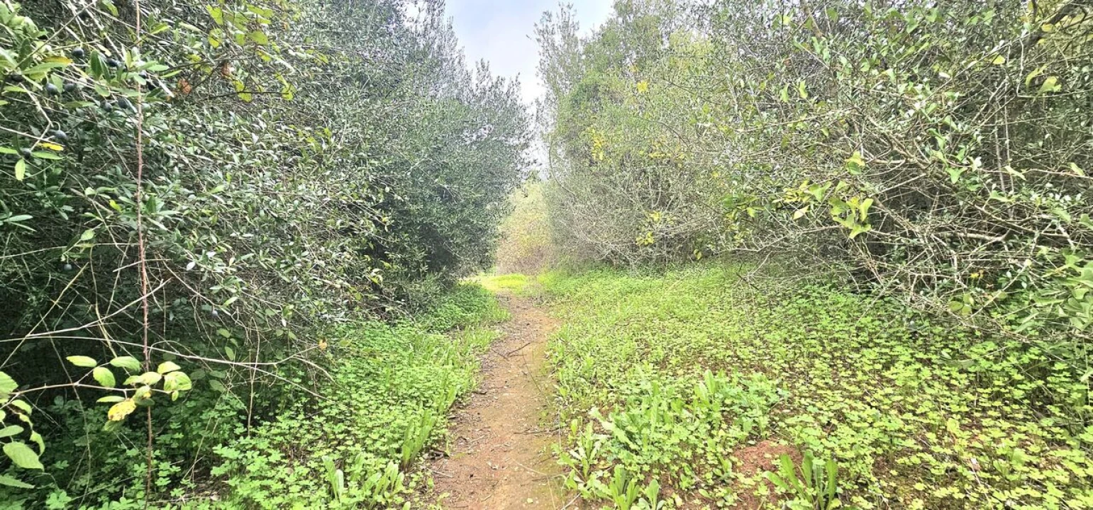 Terreno para Venda em Silves Foto 16