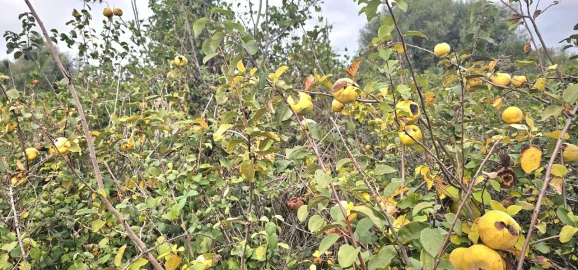Terreno para Venda em Silves