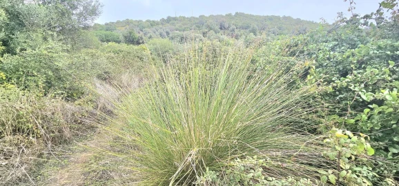 Terreno para Venda em Silves