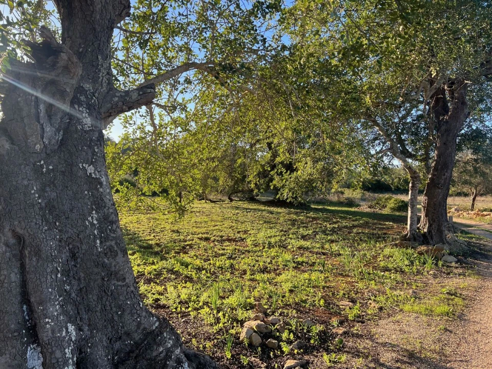 Terreno para Venda em Boliqueime Foto 1