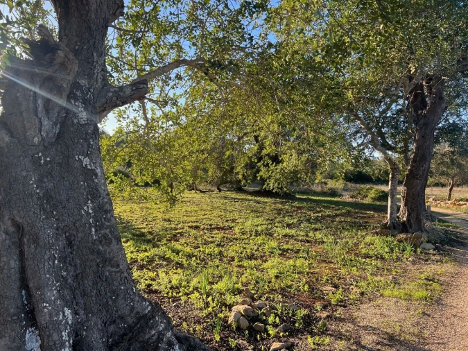 Terreno para Venda em Boliqueime Foto 1