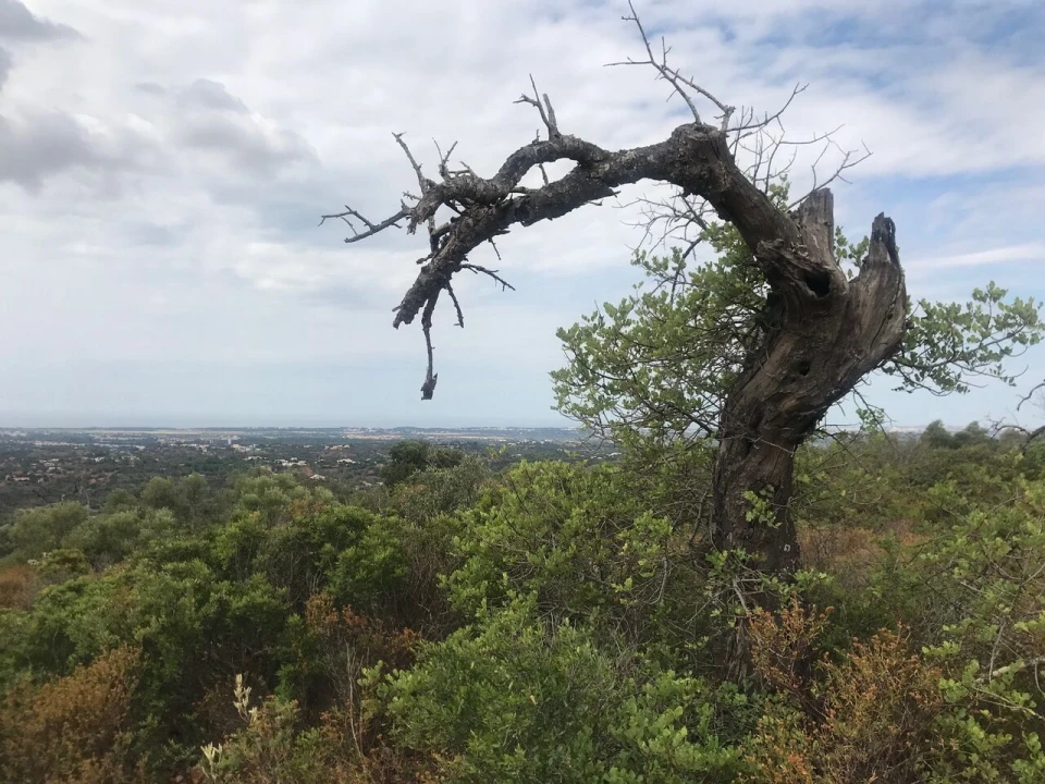 Terreno para Venda em Loule (São Sebastião) Foto 1