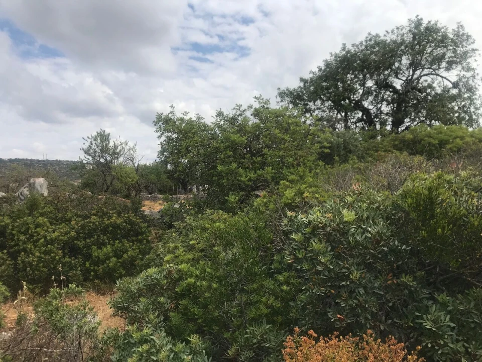 Terreno para Venda em Loule (São Sebastião) Foto 6