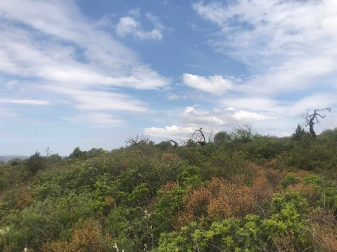 Terreno para Venda em Loule (São Sebastião) Foto 8