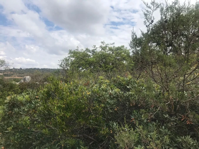 Terreno para Venda em Loule (São Sebastião) Foto 3