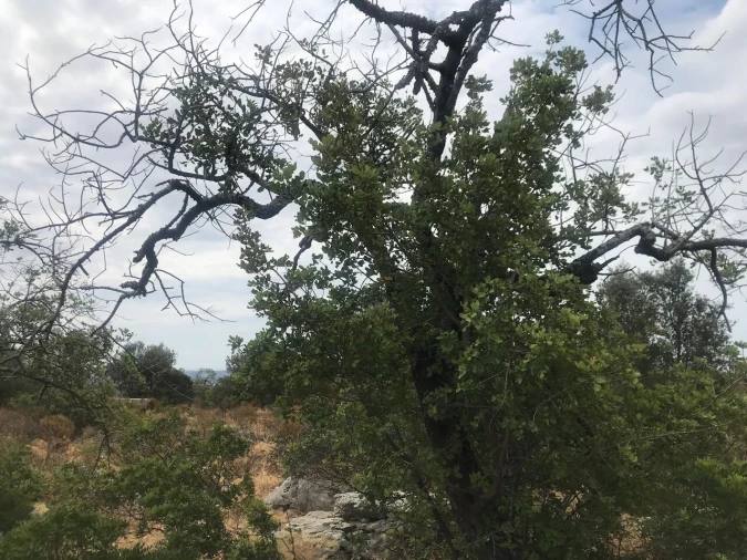 Terreno para Venda em Loule (São Sebastião) Foto 5