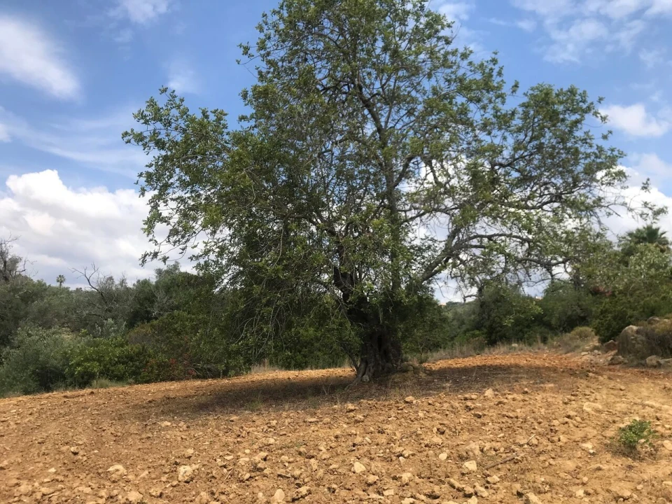 Terreno para Venda em Boliqueime Foto 10