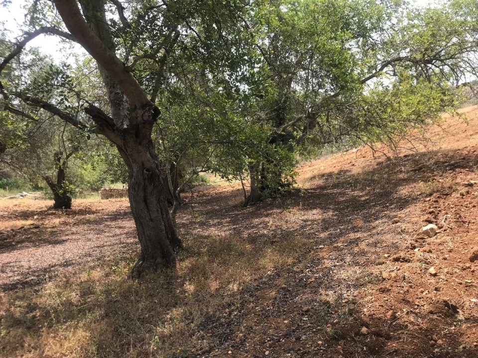 Terreno para Venda em Boliqueime Foto 15