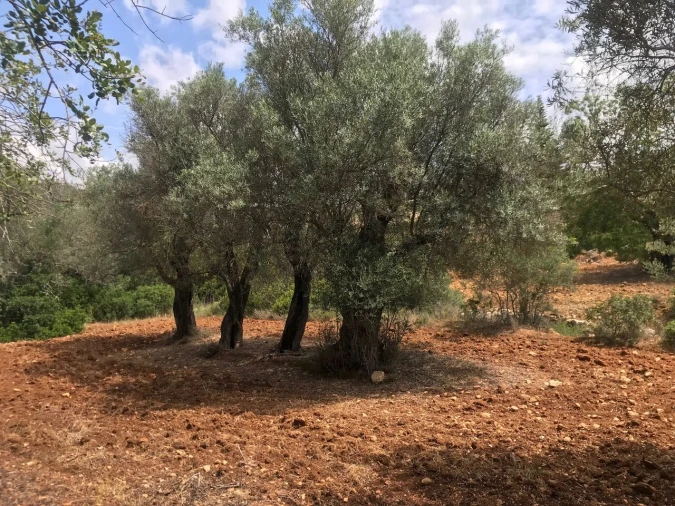 Terreno para Venda em Boliqueime Foto 5