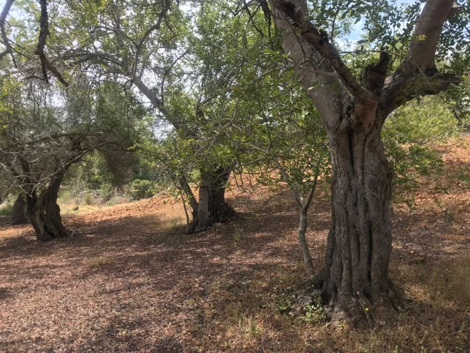 Terreno para Venda em Boliqueime Foto 1