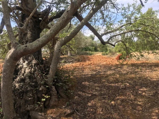 Terreno para Venda em Boliqueime Foto 14
