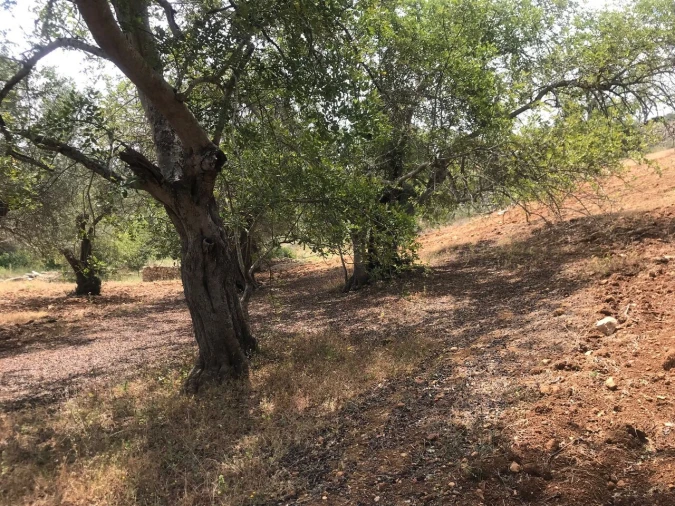 Terreno para Venda em Boliqueime Foto 15