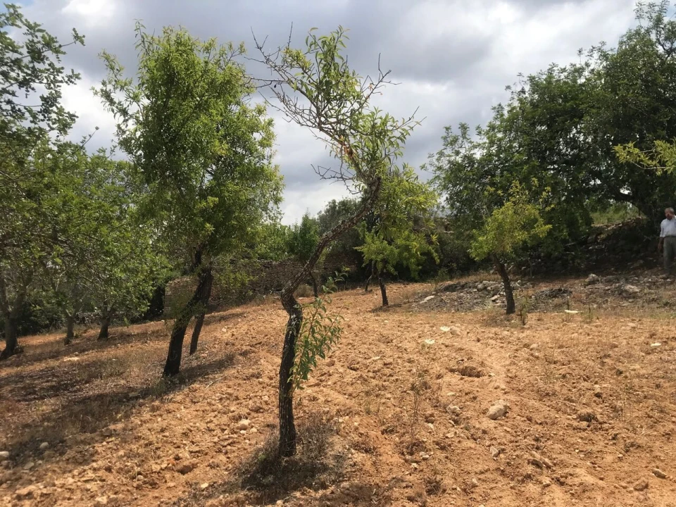 Terreno para Venda em Boliqueime Foto 3
