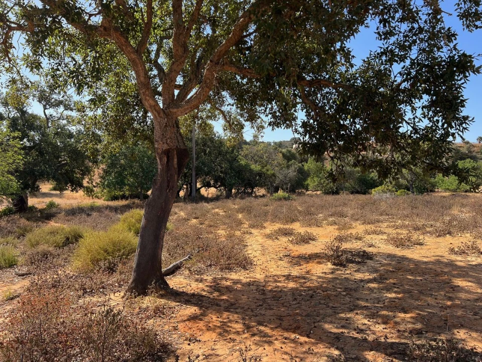 Terreno para Venda em Guia Foto 2